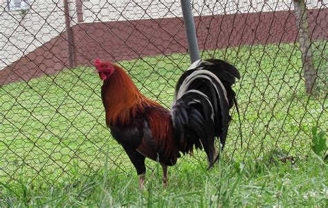 lacy roundhead|lacy roundhead for sale.